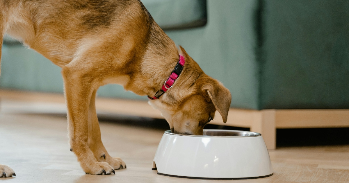 Can Dogs Eat Chicken Feet