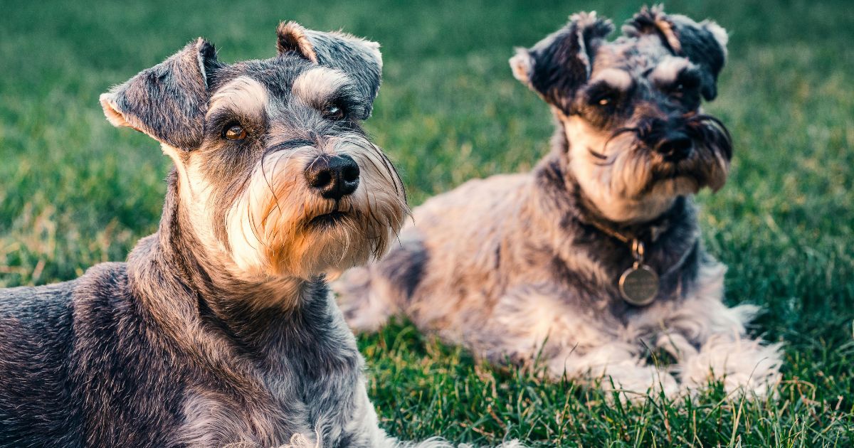 Can Dogs Eat Shrimp Cocktail? Risks and Benefits