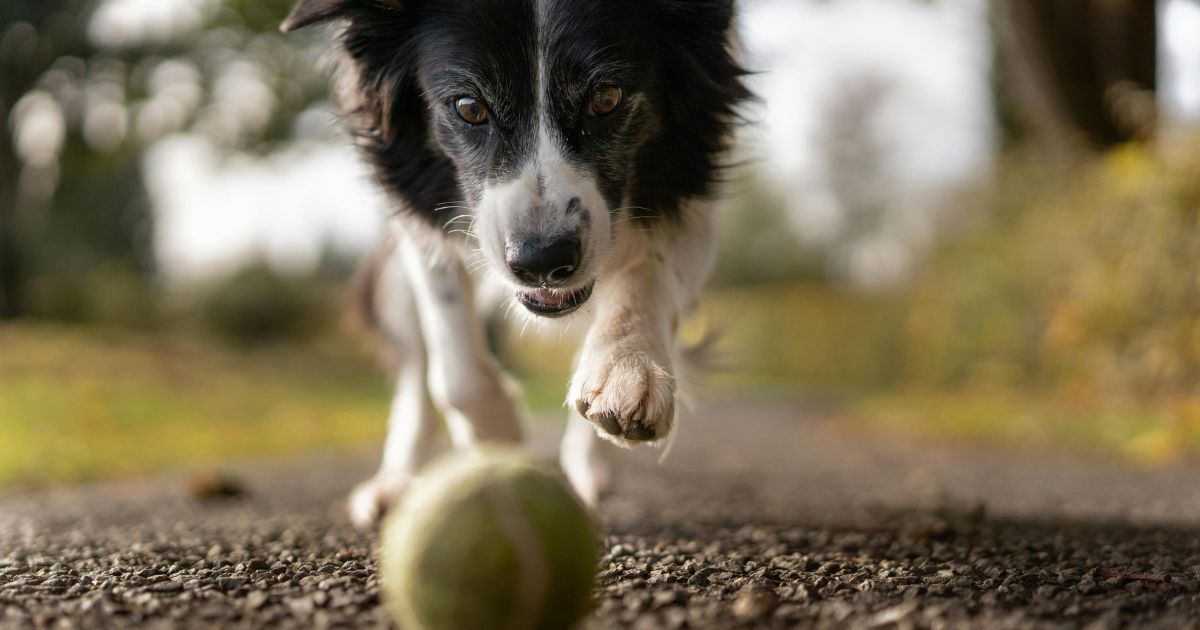 Can You Put Neosporin On A Dog? Neosporin for Dogs