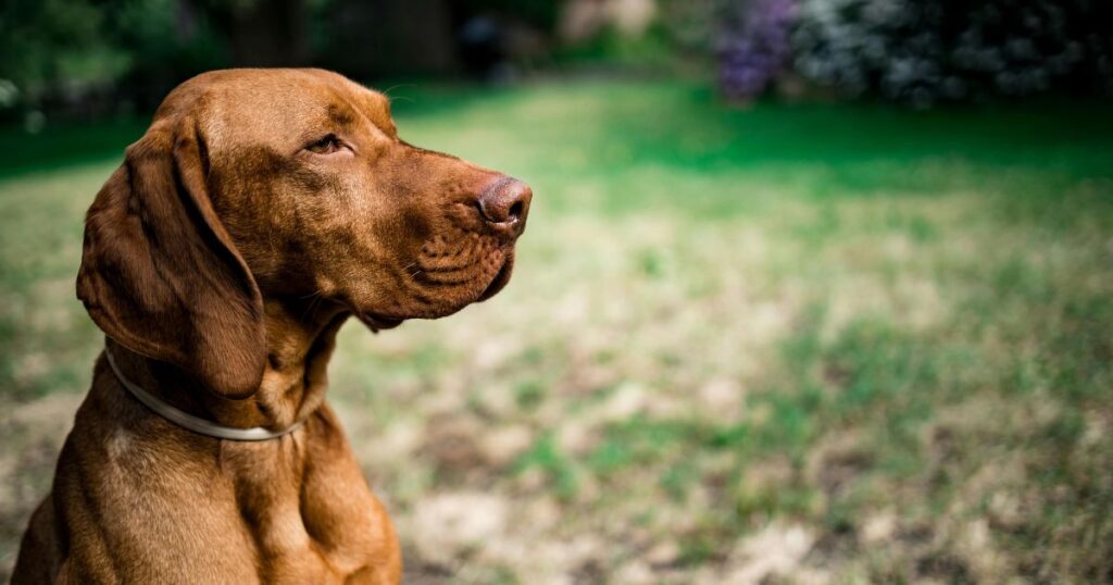 Can Dogs Eat Vanilla Ice Cream? Risks and Benefits