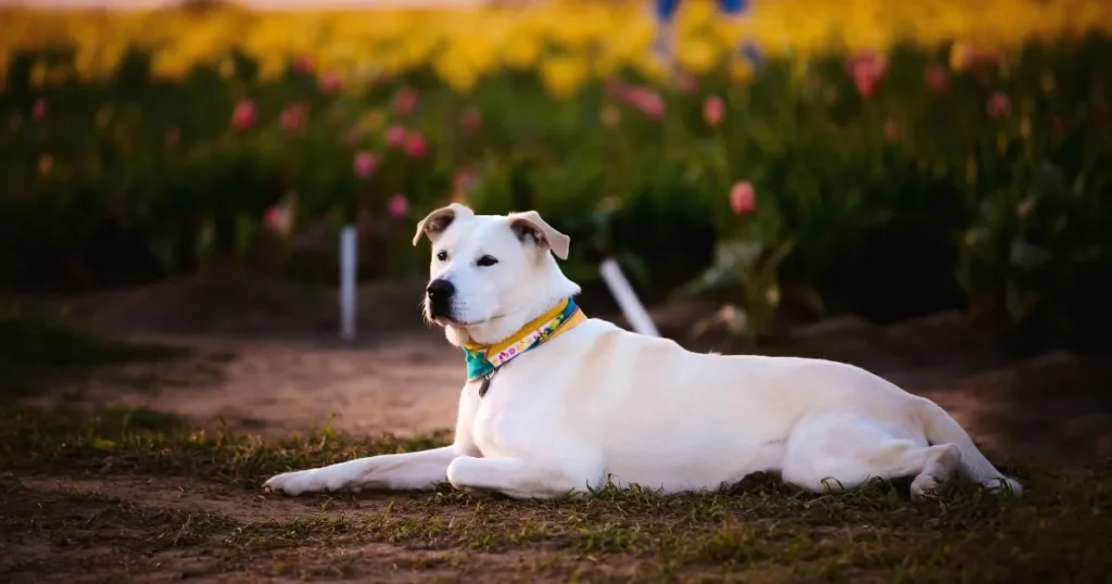 big white fluffy dog