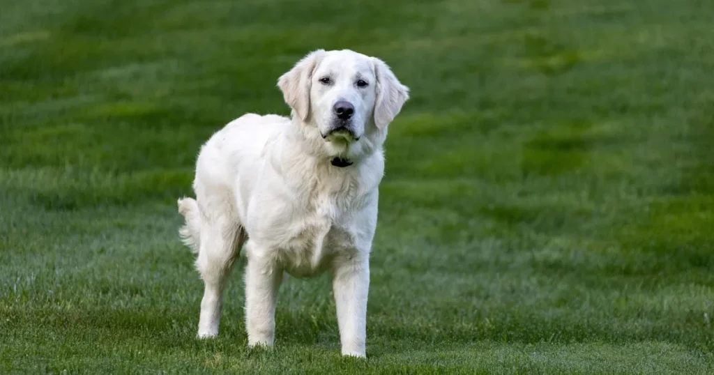 big fluffy dog breeds