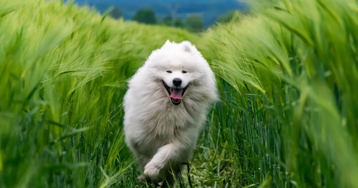 huge fluffy dog