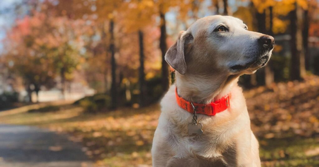 can dogs eat nectarines